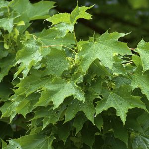 Acer pseudoplatanus (Falso plátano)-1565