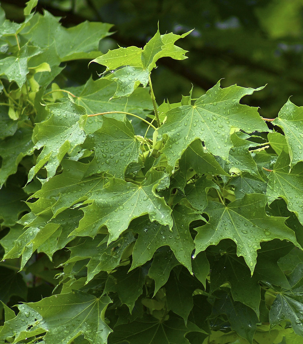 Acer pseudoplatanus (Falso plátano)-1565