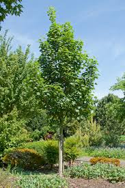 Acer pseudoplatanus (Falso plátano)-0