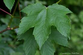 Acer pseudoplatanus (Falso plátano)-1680