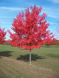 Acer rubrum-0