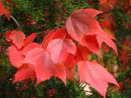 Acer rubrum-1686