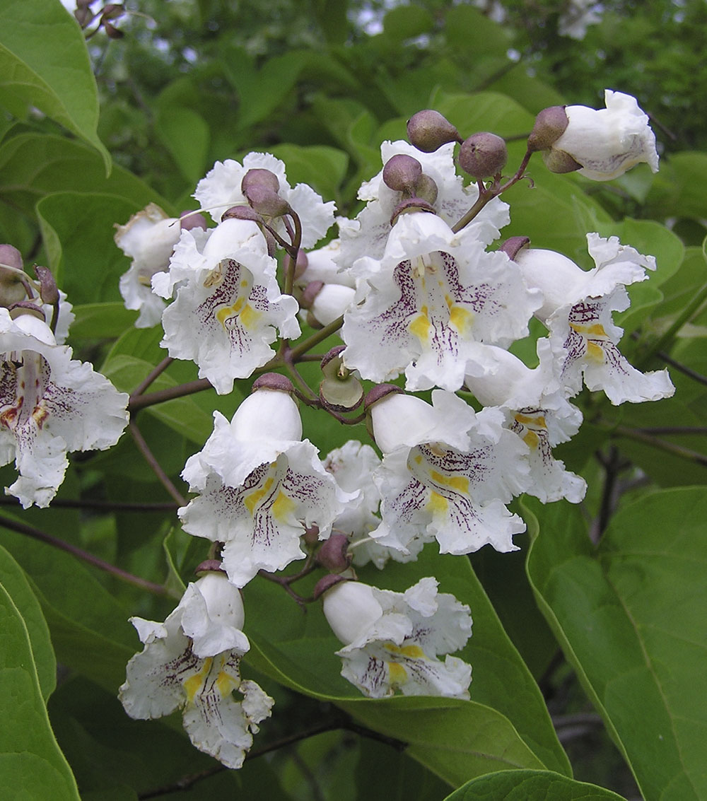 Catalpa bignonioides “Bungei” (bola)-0