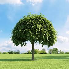 Catalpa bignonioides “Bungei” (bola)-1707