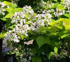 Catalpa bignonioides “Bungei” (bola)-1708