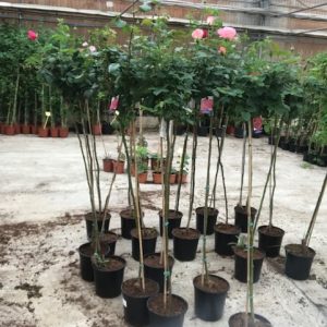 Rosal de copa-0