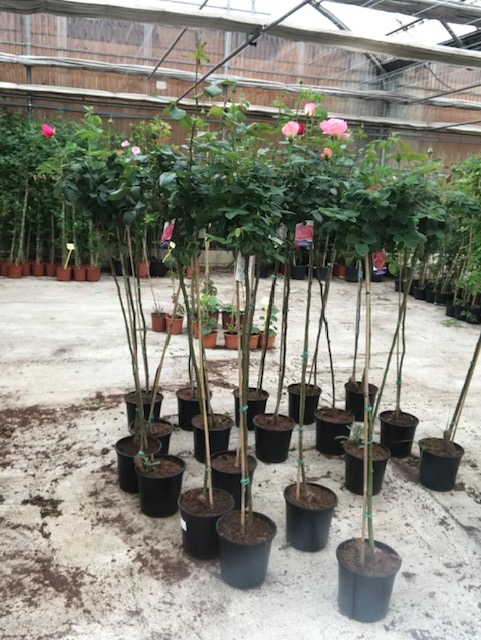 Rosal de copa-0