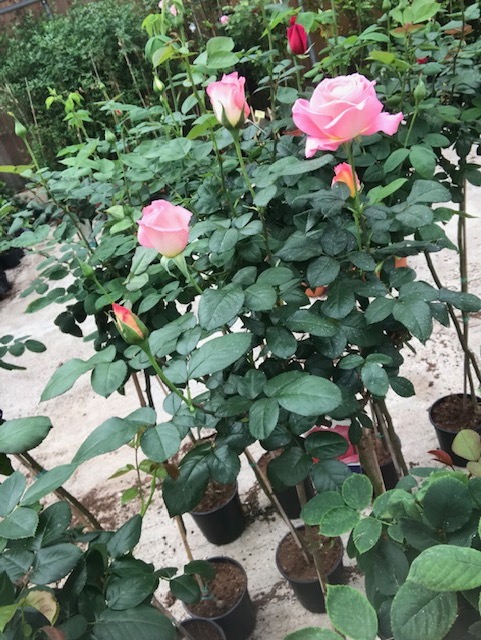 Rosal de copa-1903