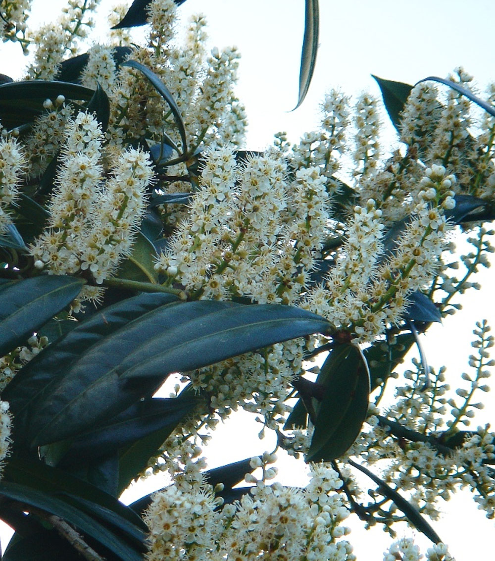 Prunus laurocerasus-0