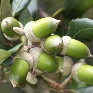 Quercus ilex-0