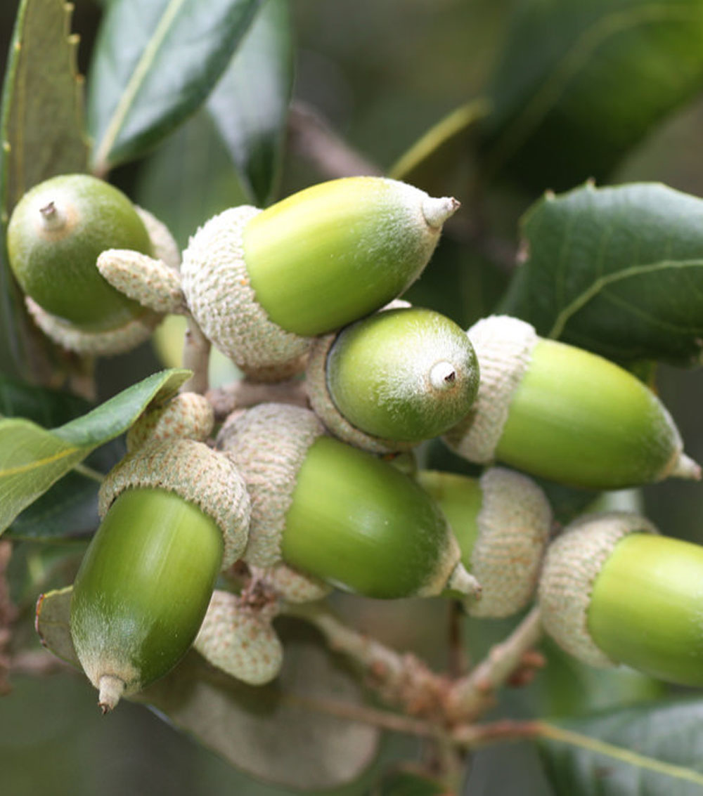 Quercus ilex-0