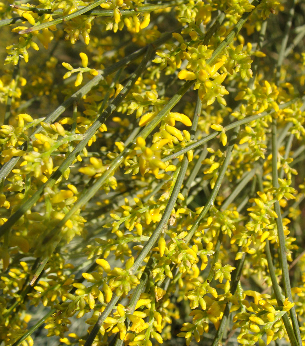 Retama sphaerocarpa-0