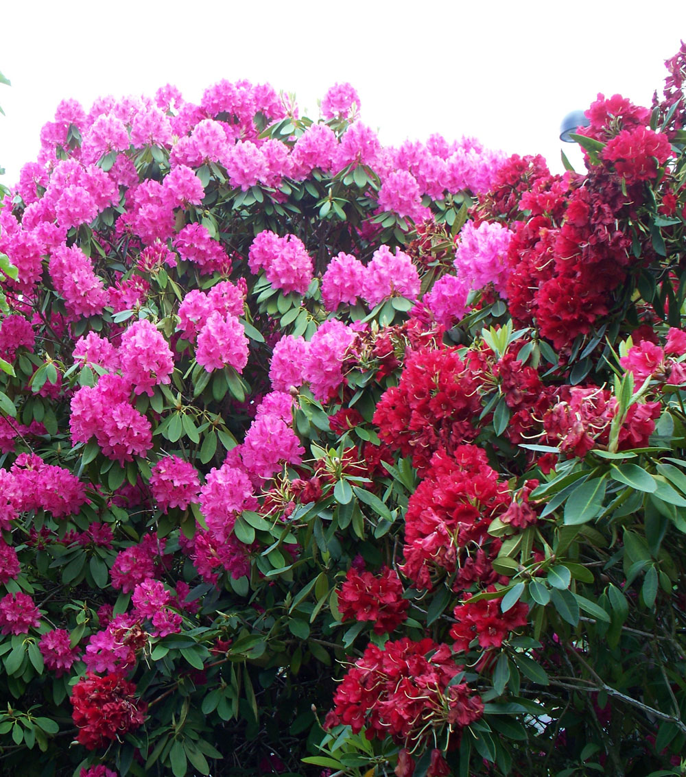 Rhododendron-0