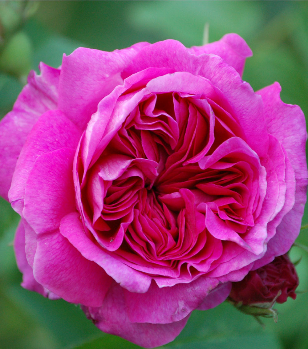 Rosal de copa-1526