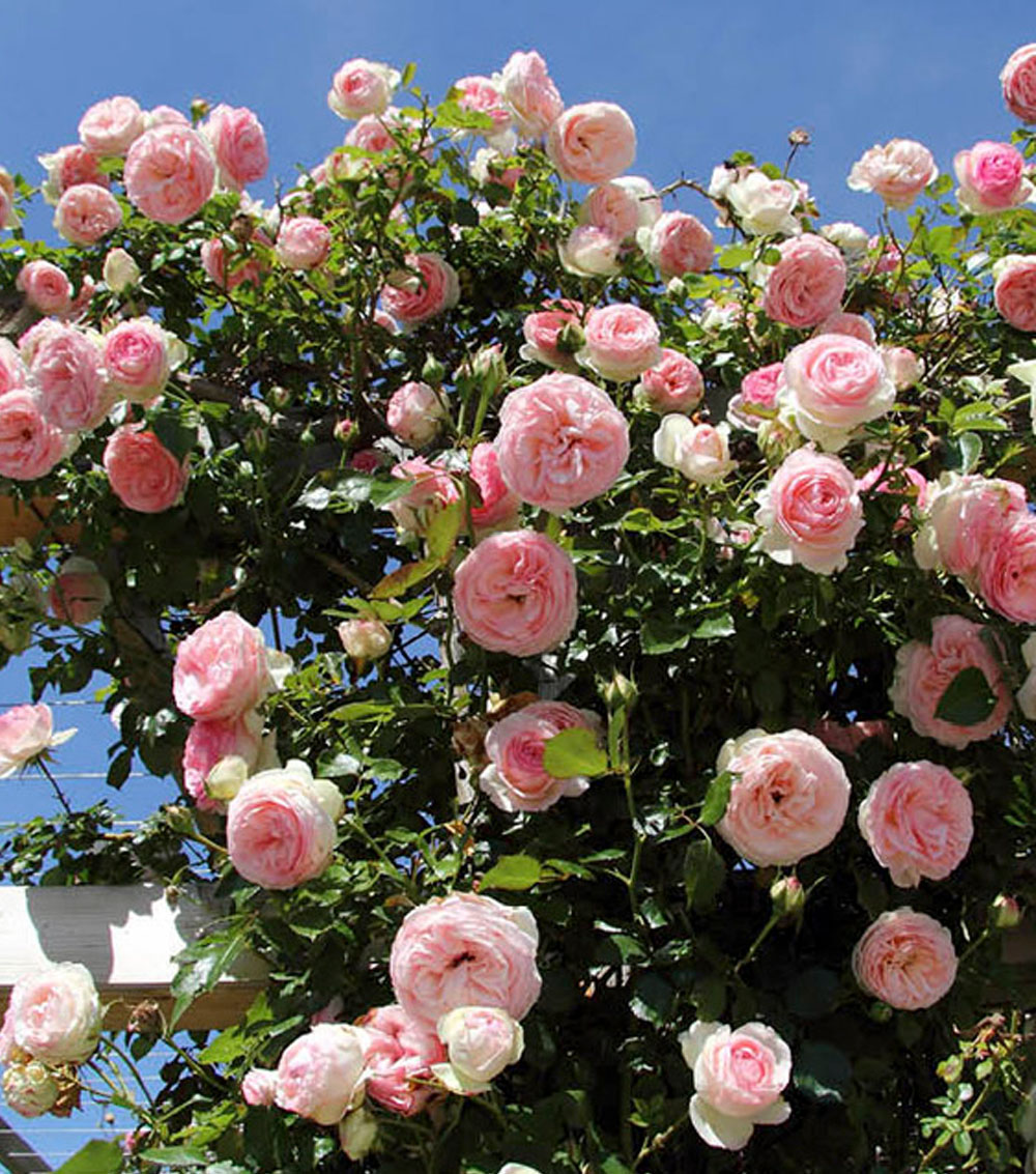 Rosal de trepador-0