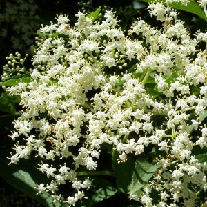Sambucus nigra (Sauco)-0