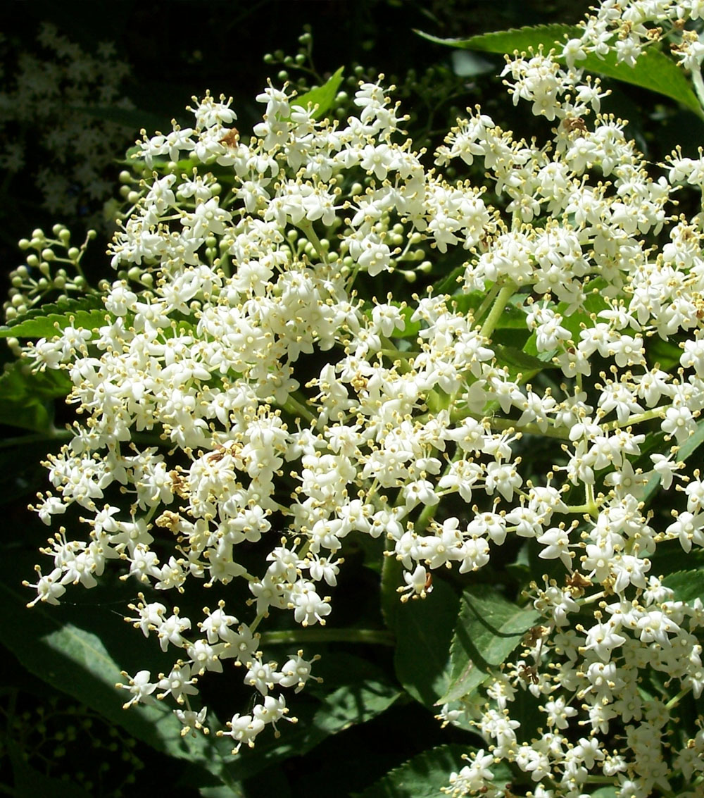 Sambucus nigra (Sauco)-0