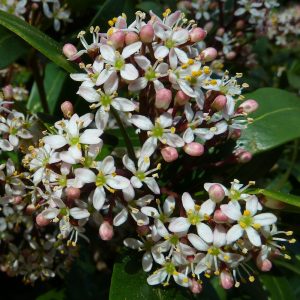 Skimmia japonica -0