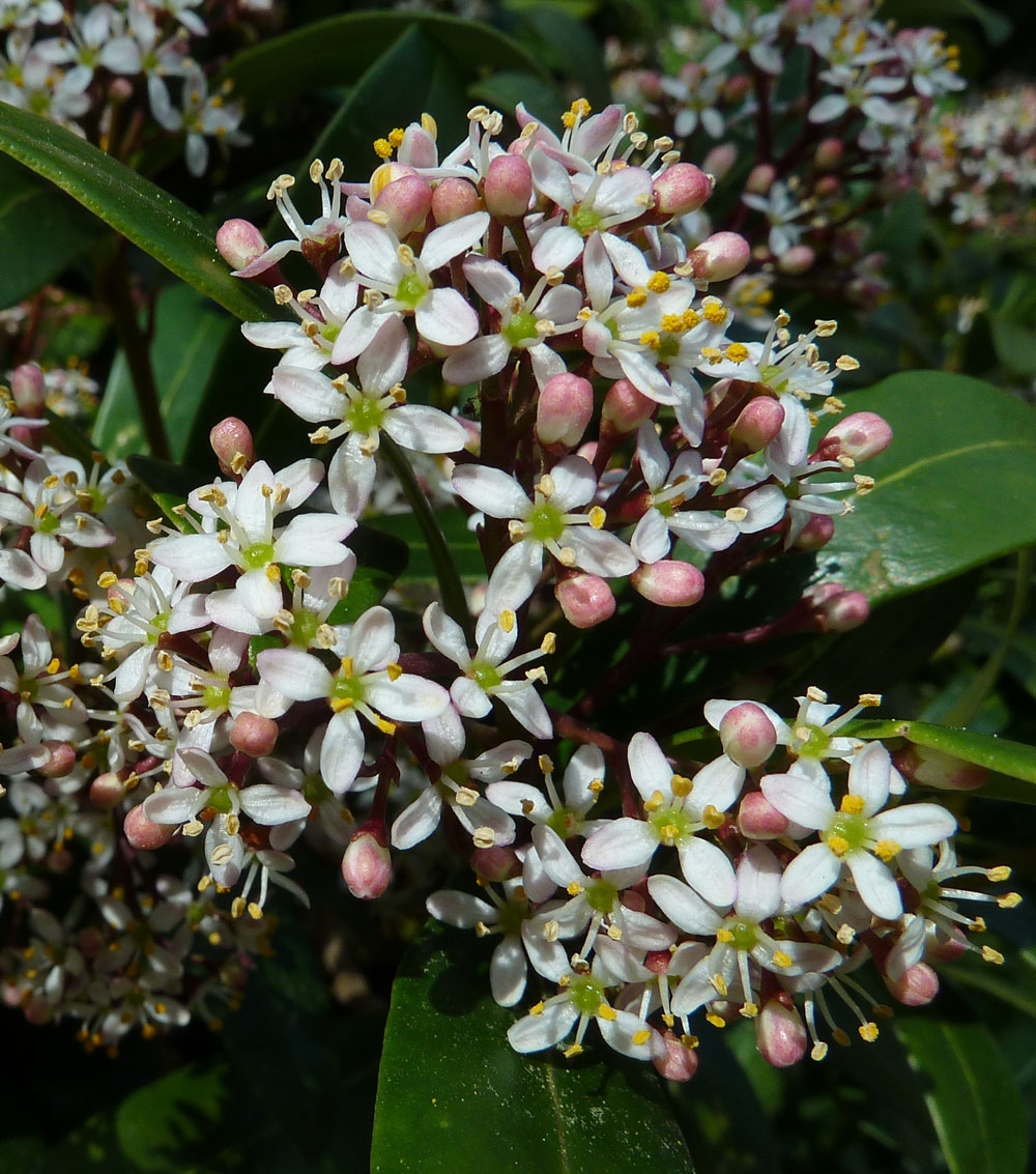 Skimmia japonica -0