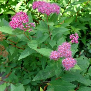 Spiraea japonica(varias clases)-0
