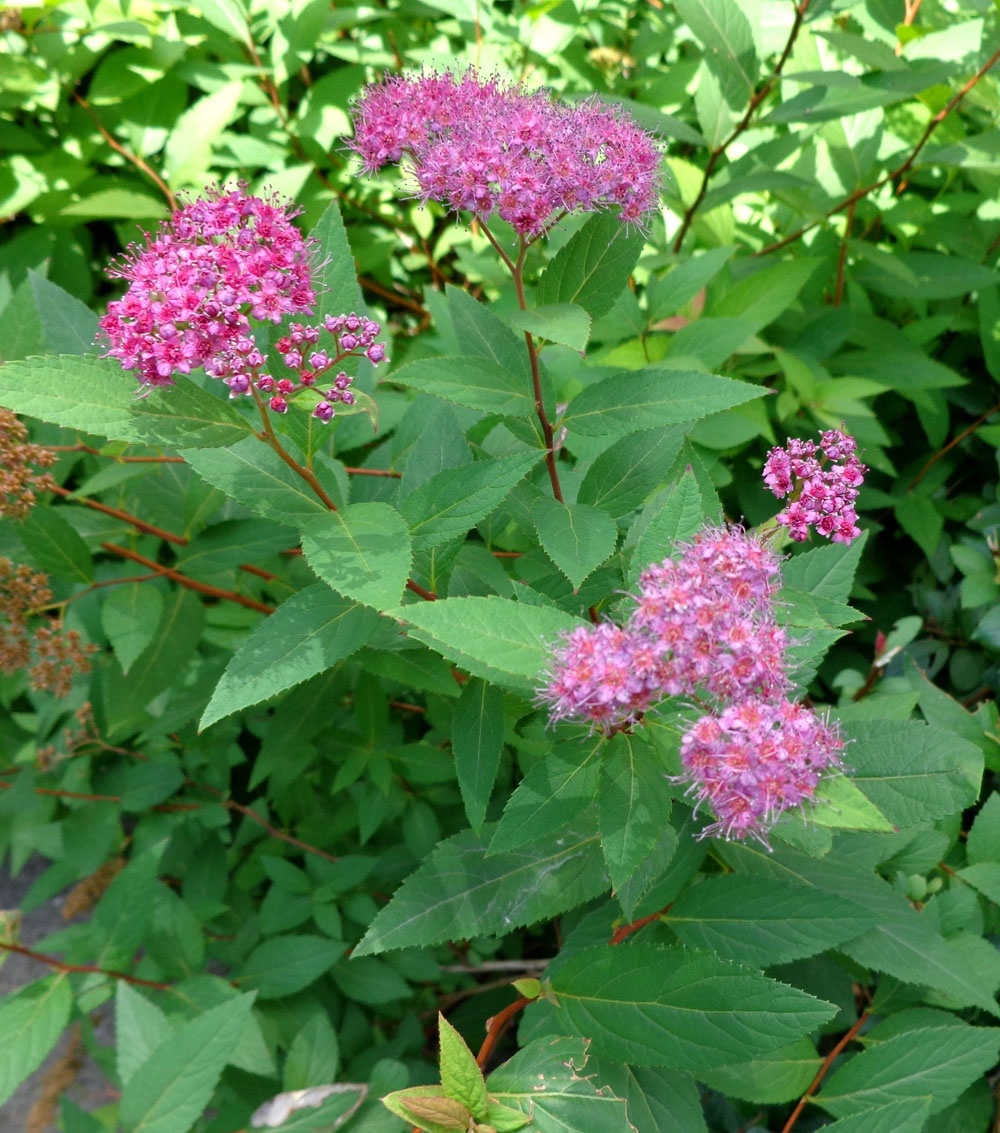 Spiraea japonica(varias clases)-0