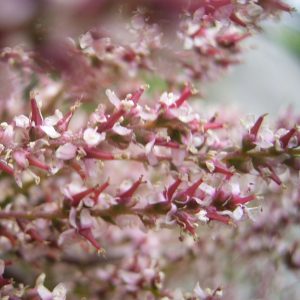 Tamarix gallica-0