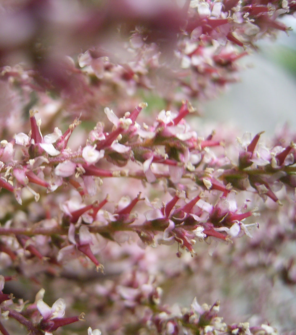 Tamarix gallica-0