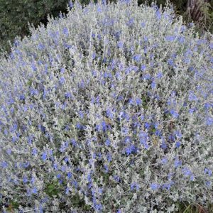 Teucrium fruticans-0
