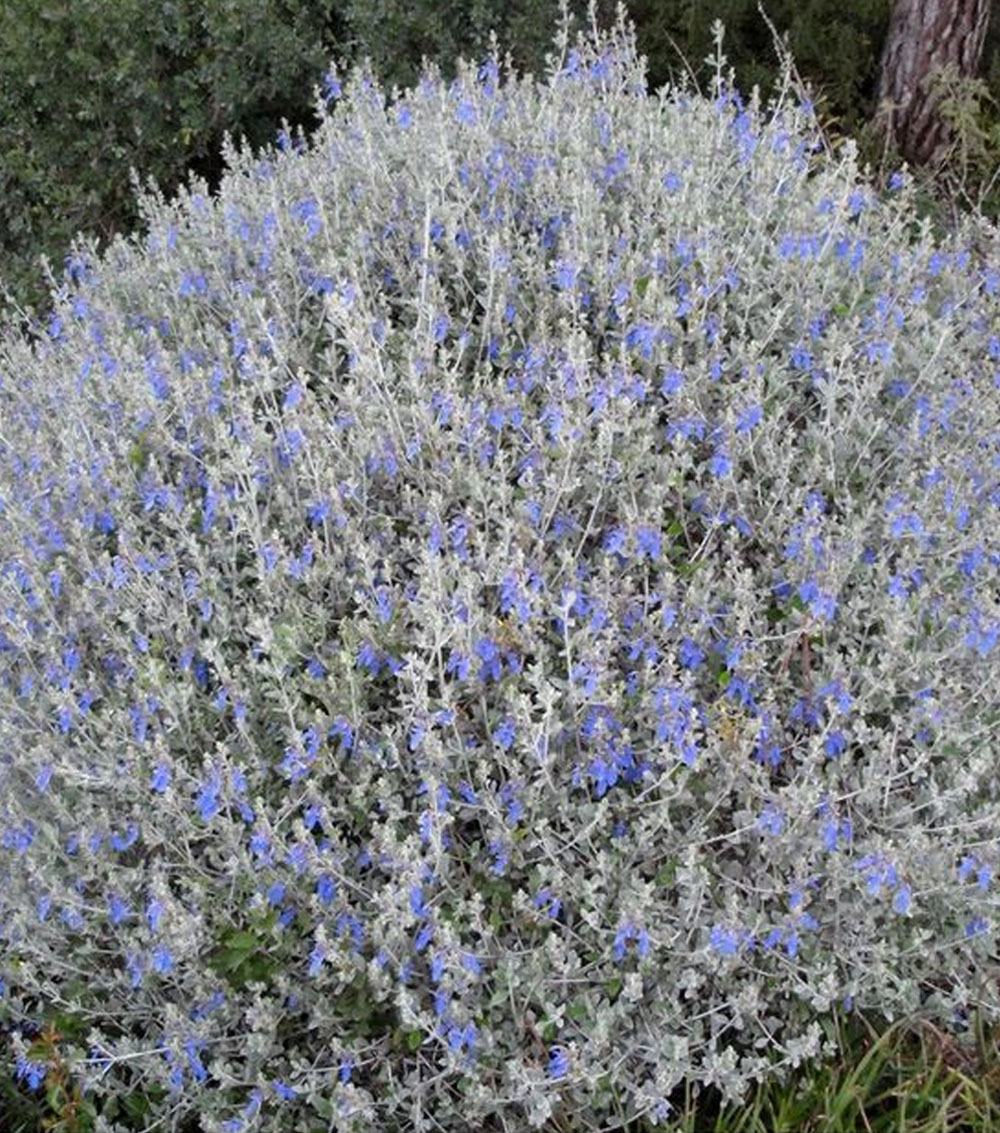Teucrium fruticans-0