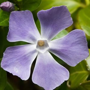 Vinca major y minor-0