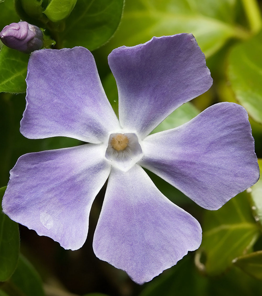 Vinca major y minor-0