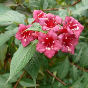 Weigelia-0