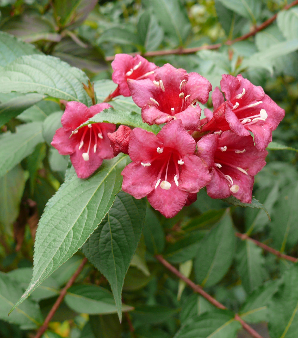 Weigelia-0