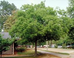 Celtis Australis (Almez)-0