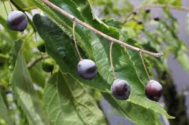 Celtis Australis (Almez)-1659