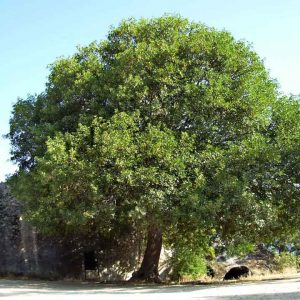 Acer mompesolanum-1671