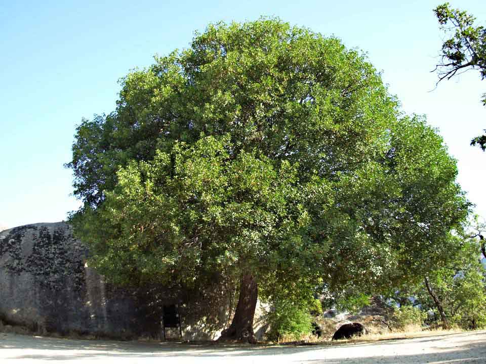 Acer mompesolanum-1671