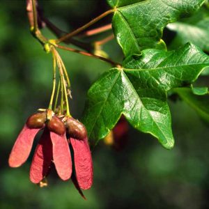 Acer mompesolanum-0