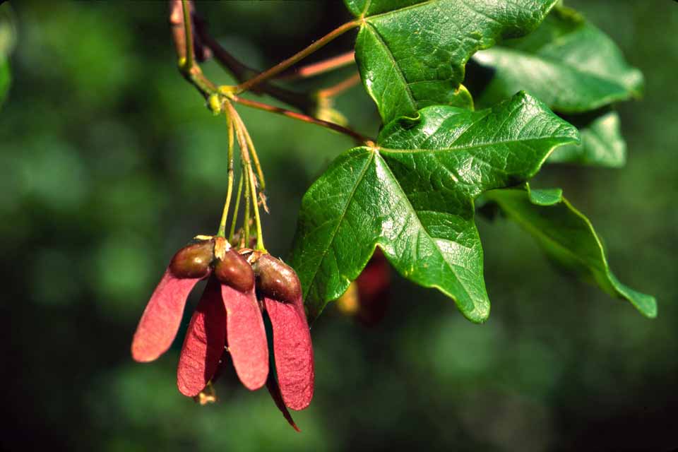 Acer mompesolanum-0