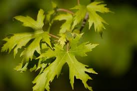 Acer saccharinum(arce plateado)-1684