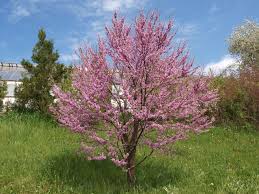cercis siliquastrum(Arbol del amor)-0