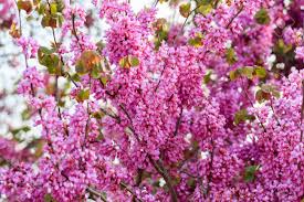 cercis siliquastrum(Arbol del amor)-1710