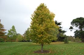 corylus colurna (avellano arbol )-0