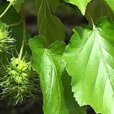 corylus colurna (avellano arbol )-1711