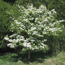 crataegus monogyna (arbol)-0