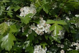 crataegus monogyna (arbol)-1716