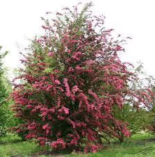 crataegus paul scarlet -0