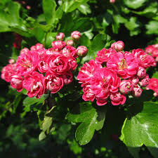crataegus paul scarlet -1714