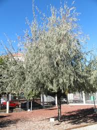eleagnus angustifolia(arbol del paraiso)-0