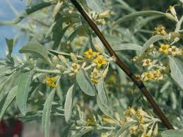 eleagnus angustifolia(arbol del paraiso)-1719